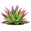 Yucca