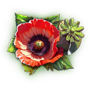 Poppy Flower