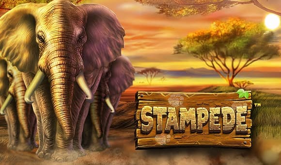 Stampede